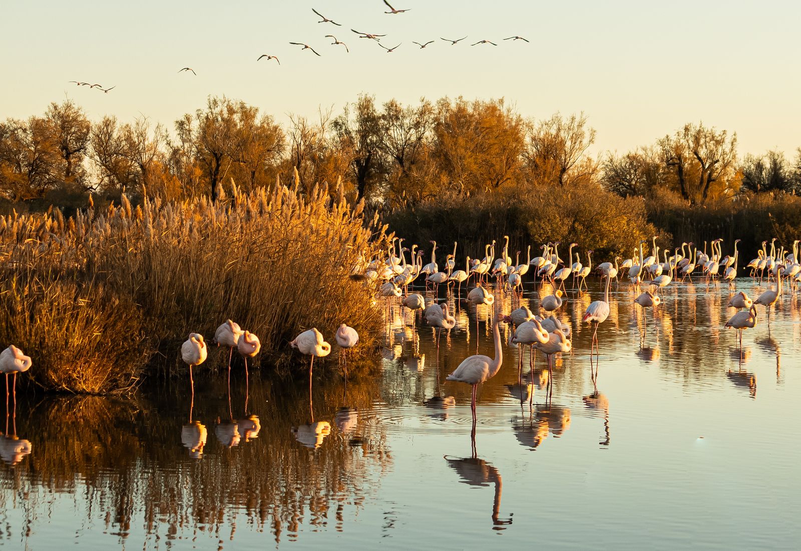 Marais de Camargue au coucher du soleil pres des Saintes-Maries-de-la-Mer